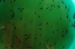 Menjelang Kemarau Nelayan Sungai Musi Mulai Marak Mencari Benih Ikan “Tiger Fish”