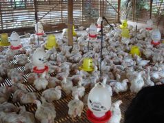 Mulai 15 Juli 2026, Pemerintah Menetapkan Standarisasi Harga Ayam Live Bird(Ayam Hidup),Rp 19.500/Kg dan Telur Rp 24.000
