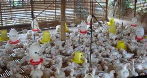 Mulai 15 Juli 2026, Pemerintah Menetapkan Standarisasi Harga Ayam Live Bird(Ayam Hidup),Rp 19.500/Kg dan Telur Rp 24.000