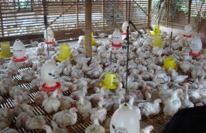 Mulai 15 Juli 2026, Pemerintah Menetapkan Standarisasi Harga Ayam Live Bird(Ayam Hidup),Rp 19.500/Kg dan Telur Rp 24.000