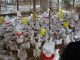 Mulai 15 Juli 2026, Pemerintah Menetapkan Standarisasi Harga Ayam Live Bird(Ayam Hidup),Rp 19.500/Kg dan Telur Rp 24.000