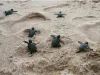 Melihat Keindahan Pantai Ujung Genteng Sukabumi Pesona Wisata yang Kaya Flora dan Fauna di Lautan