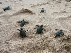 Melihat Keindahan Pantai Ujung Genteng Sukabumi Pesona Wisata yang Kaya Flora dan Fauna di Lautan