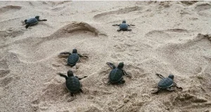 Melihat Keindahan Pantai Ujung Genteng Sukabumi Pesona Wisata yang Kaya Flora dan Fauna di Lautan
