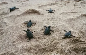 Melihat Keindahan Pantai Ujung Genteng Sukabumi Pesona Wisata yang Kaya Flora dan Fauna di Lautan