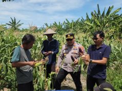 Sinergi Polisi dan Petani, Polres Pelabuhan Tanjung Perak Panen Jagung Pulut Ketan Ungu
