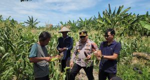 Sinergi Polisi dan Petani, Polres Pelabuhan Tanjung Perak Panen Jagung Pulut Ketan Ungu