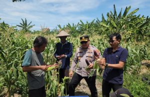 Sinergi Polisi dan Petani, Polres Pelabuhan Tanjung Perak Panen Jagung Pulut Ketan Ungu