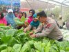 Kapolsek Krembangan dan Bhayangkari Panen Sawi Caisim, Dorong Warga Perkuat Ketahanan Pangan