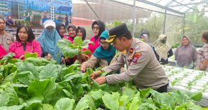 Kapolsek Krembangan dan Bhayangkari Panen Sawi Caisim, Dorong Warga Perkuat Ketahanan Pangan