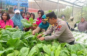 Kapolsek Krembangan dan Bhayangkari Panen Sawi Caisim, Dorong Warga Perkuat Ketahanan Pangan