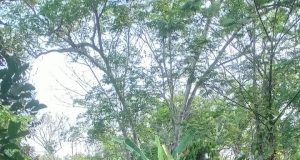 Lahan Perkebunan Karet PTPN di Dawuan Subang Terbakar 10 Hektar Hangus Tidak Ada Korban Jiwa