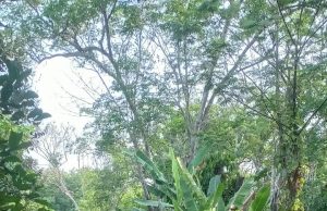 Lahan Perkebunan Karet PTPN di Dawuan Subang Terbakar 10 Hektar Hangus Tidak Ada Korban Jiwa