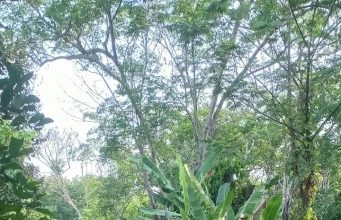 Lahan Perkebunan Karet PTPN di Dawuan Subang Terbakar 10 Hektar Hangus Tidak Ada Korban Jiwa