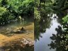 Sungai Lape Menghitam: Kades Binjai Temukan Dugaan Pencemaran Limbah Industri PT SBW