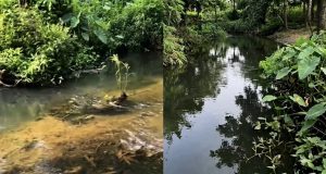 Sungai Lape Menghitam: Kades Binjai Temukan Dugaan Pencemaran Limbah Industri PT SBW