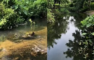 Sungai Lape Menghitam: Kades Binjai Temukan Dugaan Pencemaran Limbah Industri PT SBW