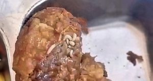 Kubu Raya Digegerkan Temuan Belatung di Menu Makan Bergizi Gratis SDN 01 Teluk Pakedai, Evaluasi Pengawasan Pangan Sekolah Didorong Ketat