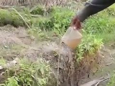 Tetes Terakhir di Jantung Neraka: Jeritan Senyap Orangutan di Tengah Bara Kalimantan : Rumah yang Hangus, Dahaga yang Membakar, Potret Keputusasaan Satwa Lindung Kita