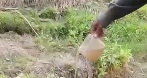 Tetes Terakhir di Jantung Neraka: Jeritan Senyap Orangutan di Tengah Bara Kalimantan : Rumah yang Hangus, Dahaga yang Membakar, Potret Keputusasaan Satwa Lindung Kita