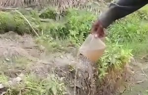 Tetes Terakhir di Jantung Neraka: Jeritan Senyap Orangutan di Tengah Bara Kalimantan : Rumah yang Hangus, Dahaga yang Membakar, Potret Keputusasaan Satwa Lindung Kita