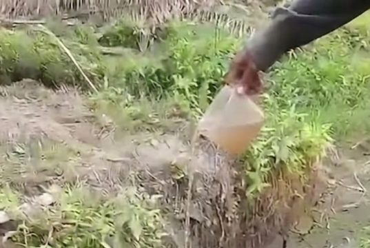 Tetes Terakhir di Jantung Neraka: Jeritan Senyap Orangutan di Tengah Bara Kalimantan : Rumah yang Hangus, Dahaga yang Membakar, Potret Keputusasaan Satwa Lindung Kita