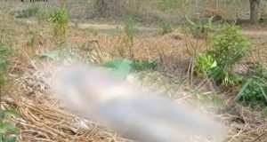 Warga Ciemas Sukabumi Digegerkan Oleh Penemuan Jasad yang Diduga Berjenis Kelamin Perempuan di Sebuah Perkebunan Jati
