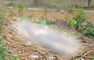 Warga Ciemas Sukabumi Digegerkan Oleh Penemuan Jasad yang Diduga Berjenis Kelamin Perempuan di Sebuah Perkebunan Jati